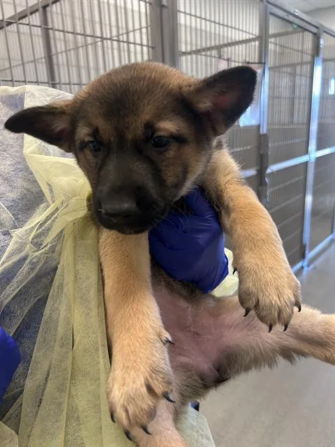 A baby large-sized female Mixed Breed dog named Fanta for adoption in Dallas, TX