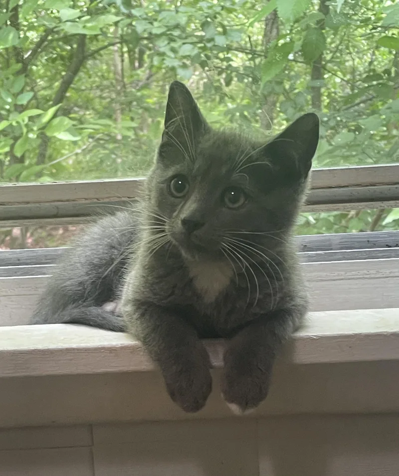 A baby small-sized male Gray / Blue / Silver Domestic Short Hair cat named Greyson for adoption in Troy, NY