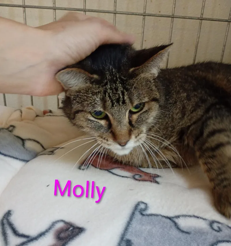 An adult large-sized female Domestic Short Hair cat named Molly for adoption in Saint James, MN