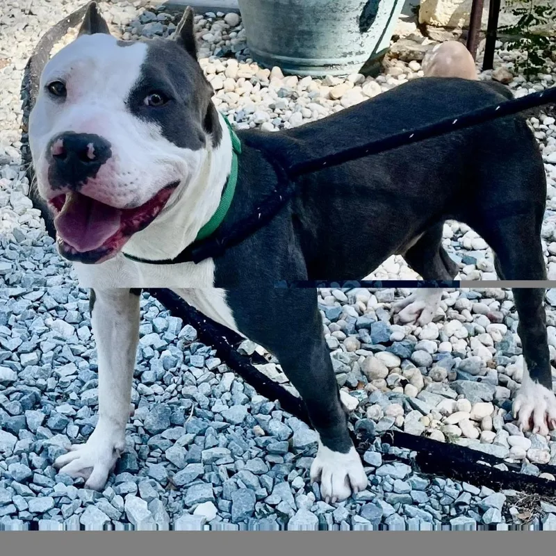 A young medium-sized male Gray / Blue / Silver Mixed Breed dog named Harry Pawter for adoption in Yanceyville, NC