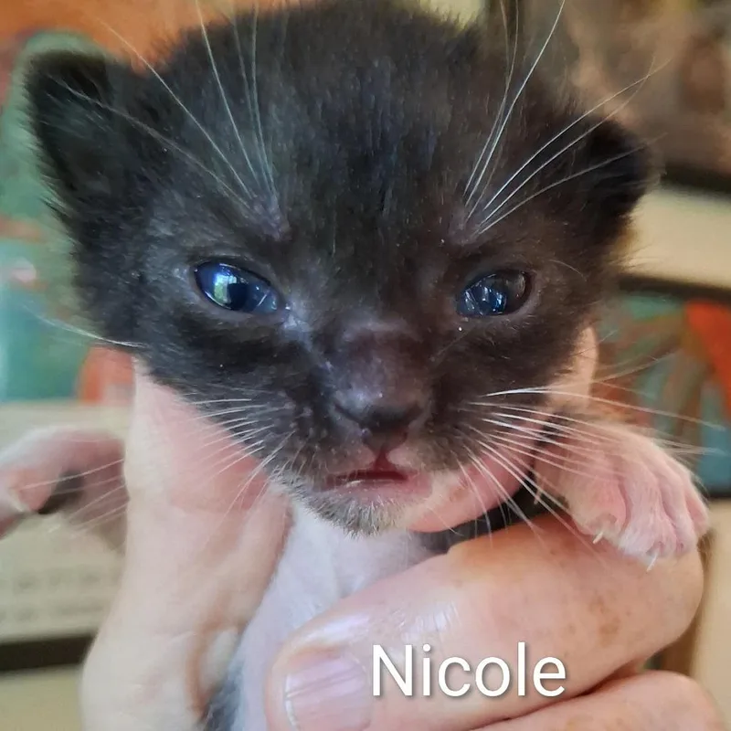 Nicole