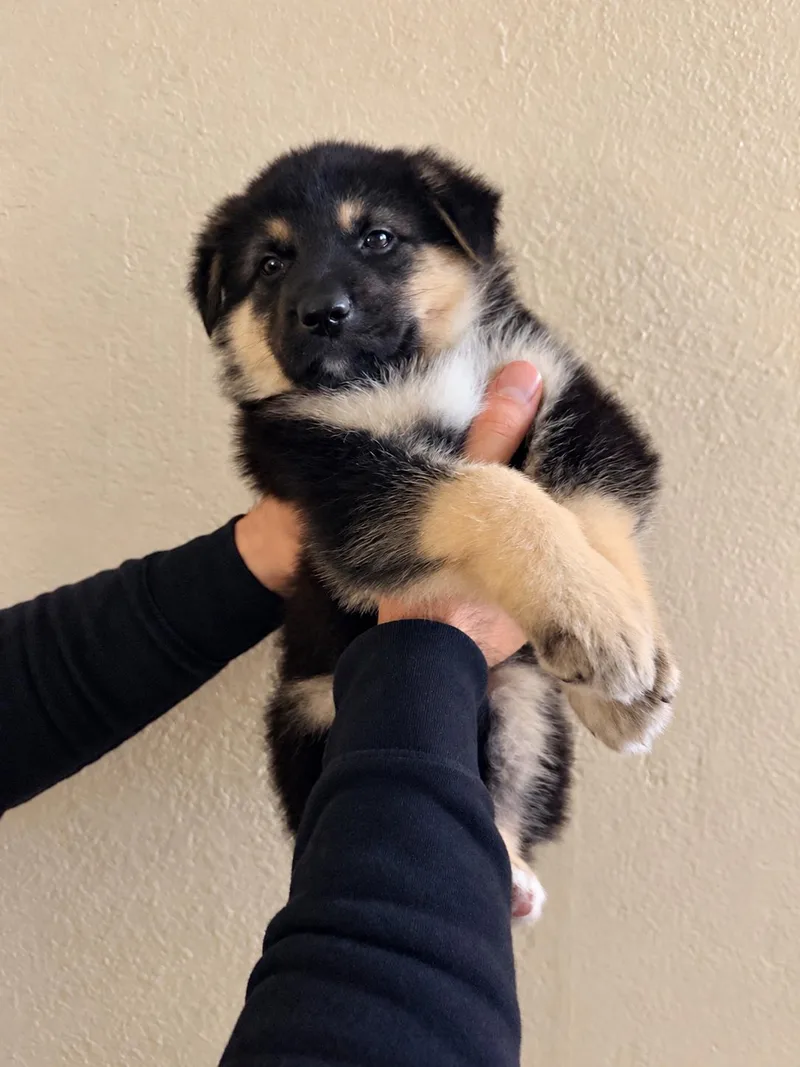 A baby medium-sized male German Shepherd Dog named Drogon for adoption in Lodi, CA