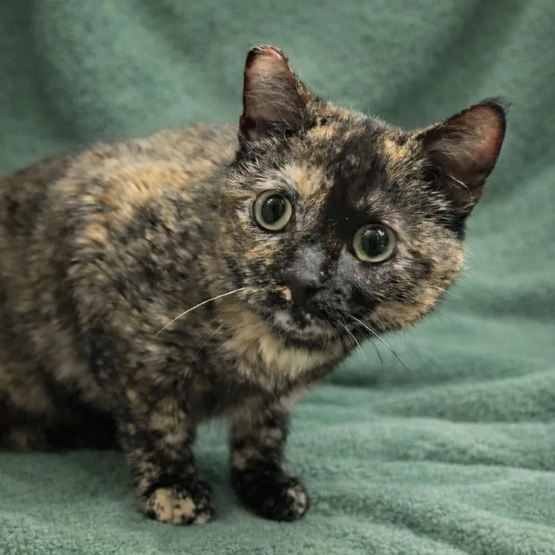 An adult small-sized female Tortoiseshell Domestic Short Hair cat named Cali for adoption in Hemet, CA
