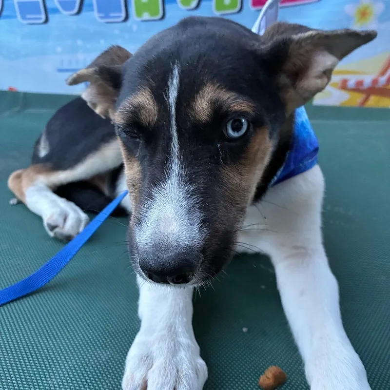A baby medium-sized male Black Husky dog named Koda for adoption in Aledo, TX
