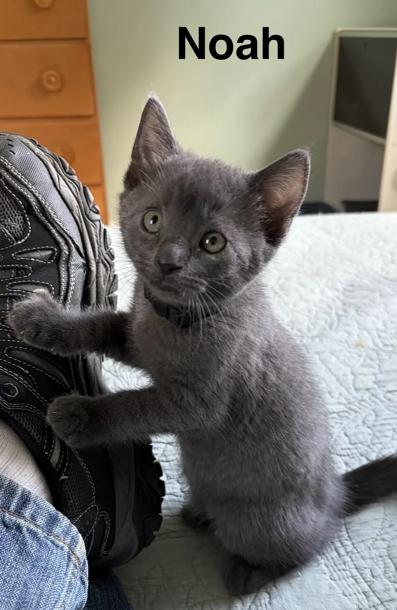 A baby small-sized male Gray / Blue / Silver Russian Blue cat named Noah for adoption in Turnersville, NJ