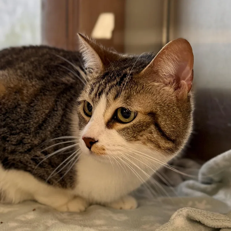A young large-sized female Tabby (Brown / Chocolate) Domestic Short Hair cat named Cookie for adoption in Midland, MI