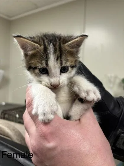 A baby small-sized female Domestic Short Hair cat named Iris for adoption in Conway, AR