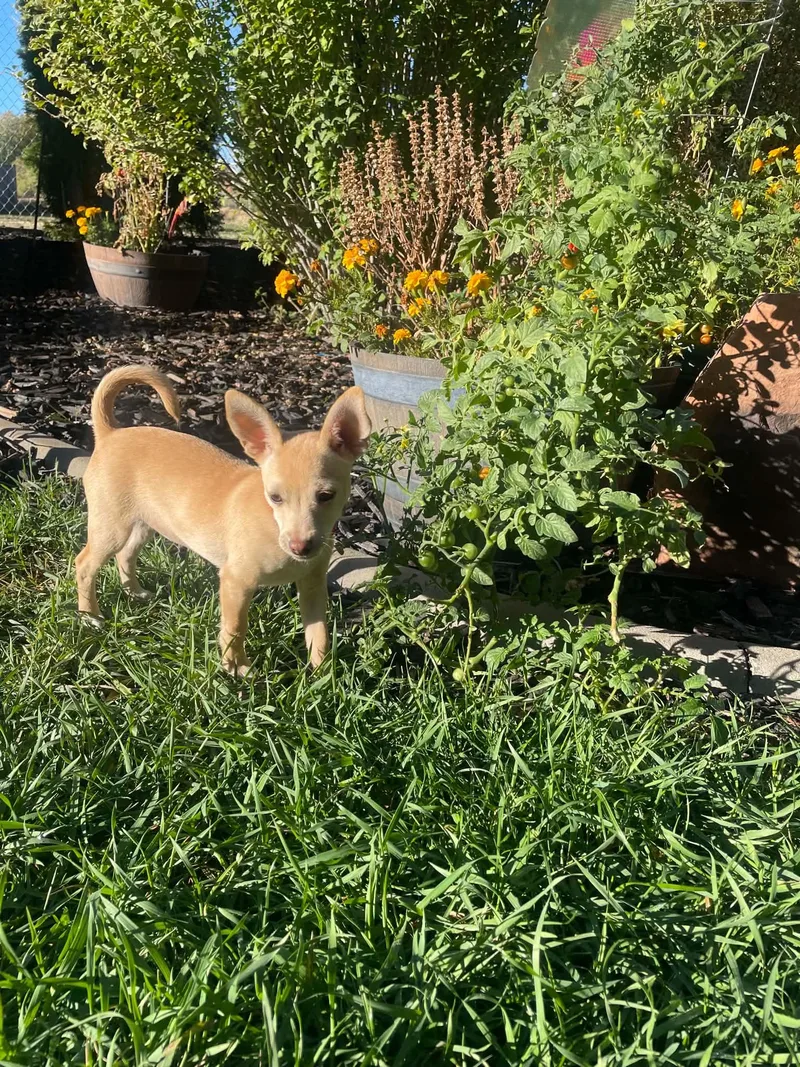 A baby small-sized female Chihuahua dog named Pretty in Pink for adoption in Salt Lake City, UT