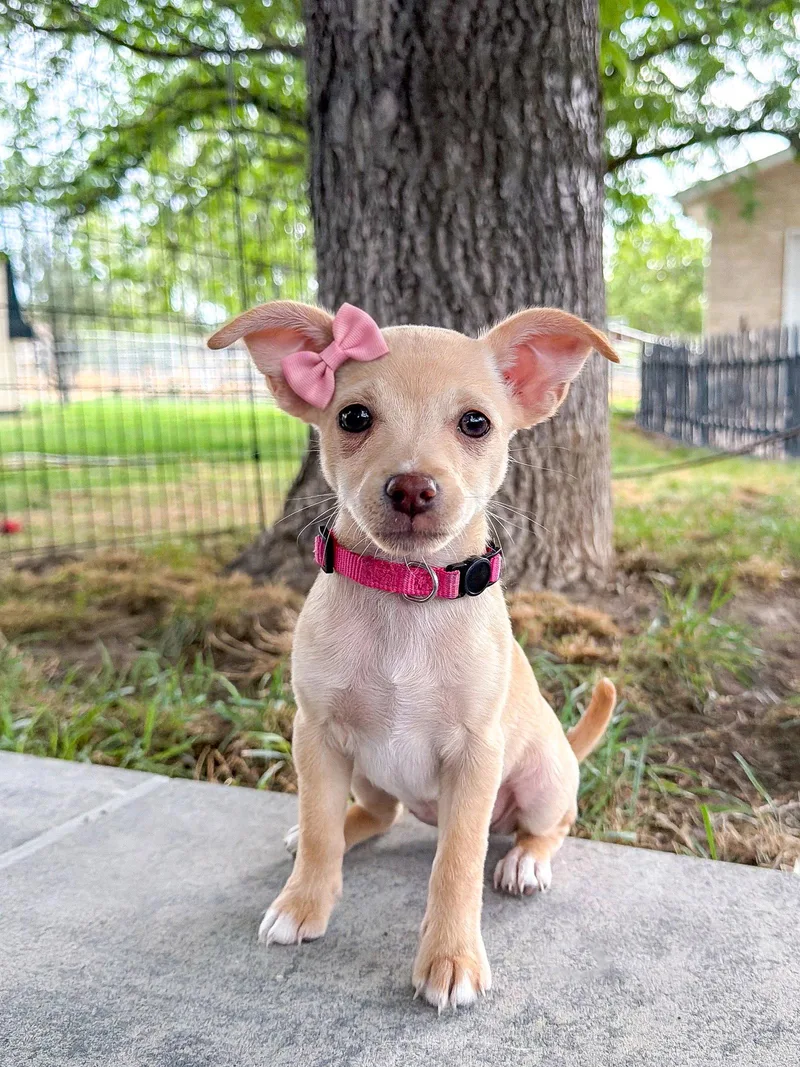 Pretty in Pink thumbnail 3