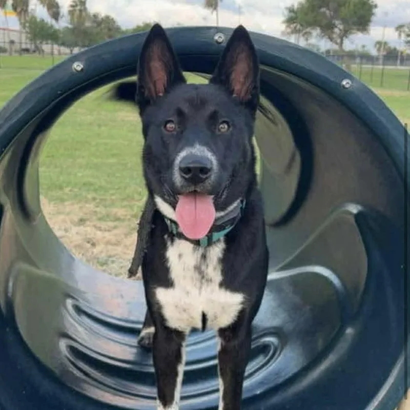 Oreo
