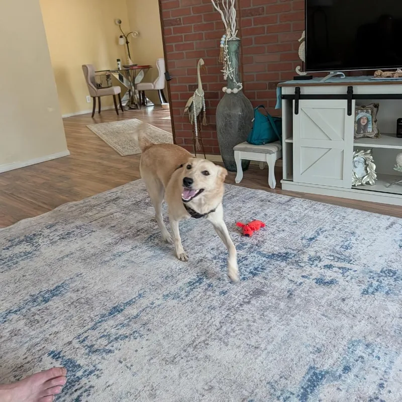 A young medium-sized female Yellow / Tan / Blond / Fawn Cattle Dog dog named Susie for adoption in Tacoma, WA