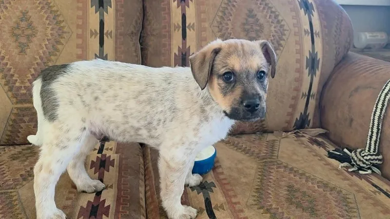 A baby medium-sized male Mixed Breed dog named Princeton for adoption in Mesa, AZ
