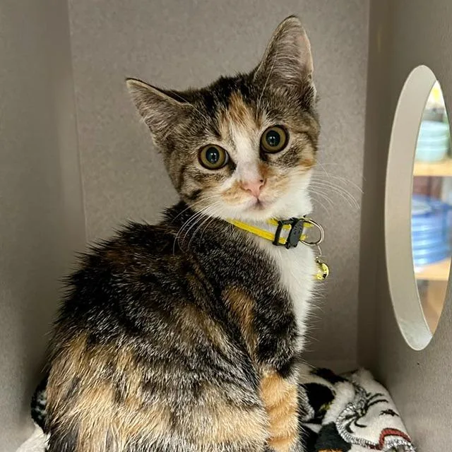 A baby medium-sized female Domestic Short Hair cat named Blotch for adoption in Shoreline, WA