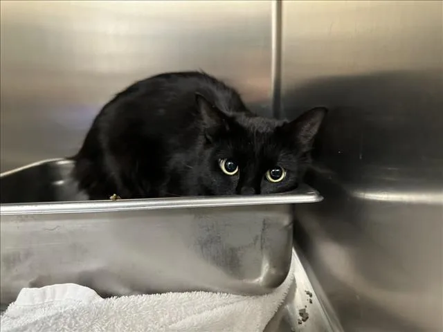 A young medium-sized female Domestic Medium Hair cat named Iris for adoption in Santa Fe, NM