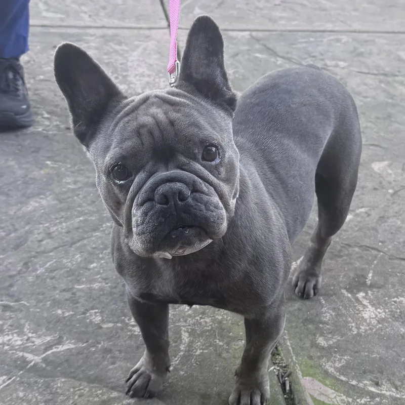 An adult small-sized female French Bulldog dog named Cozette for adoption