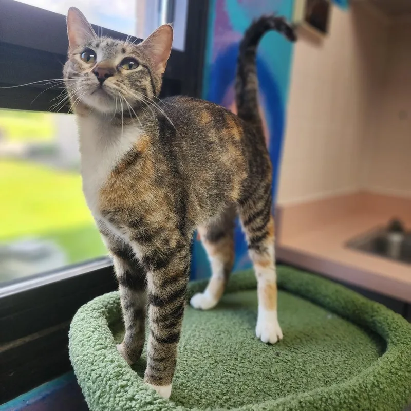 A young medium-sized female Brown / Chocolate Domestic Short Hair cat named Leia for adoption in Dixon, IL