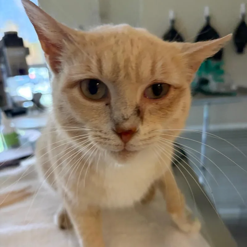 An adult medium-sized female Buff / Tan / Fawn Domestic Short Hair cat named Goldfish for adoption in Nashville, TN