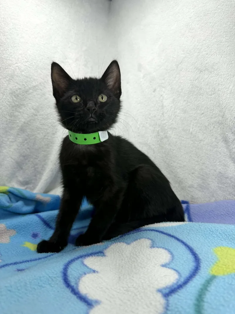 A baby medium-sized male Black Domestic Short Hair cat named Nathan for adoption in Tavares, FL