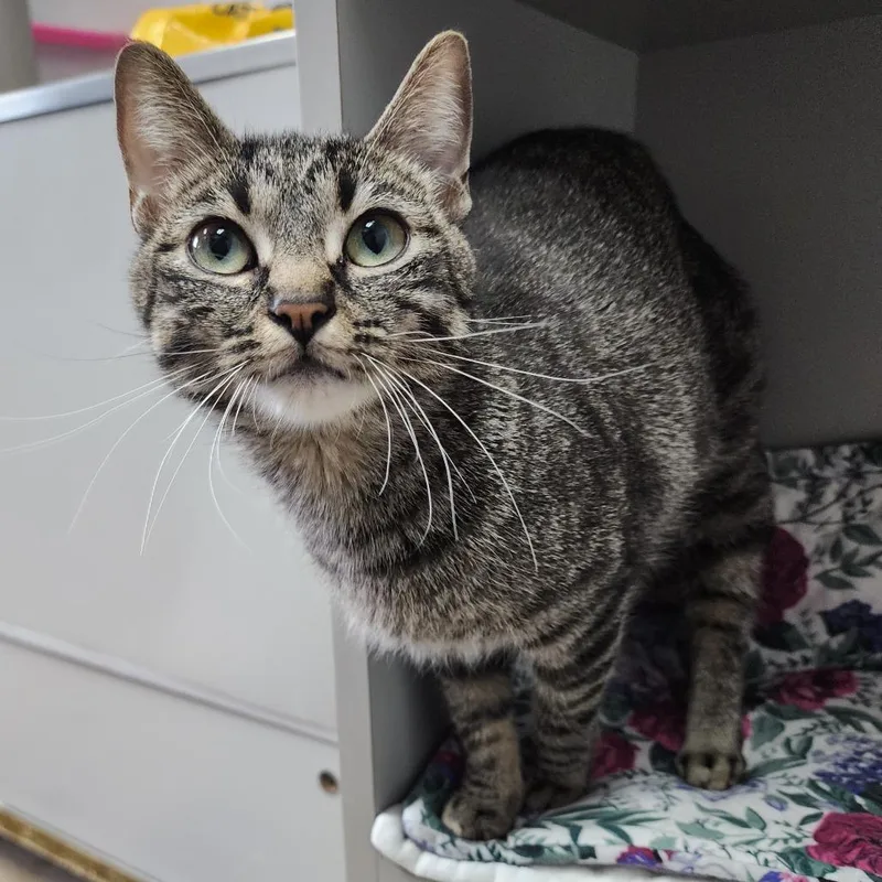 Baskin Robbins thumbnail 2