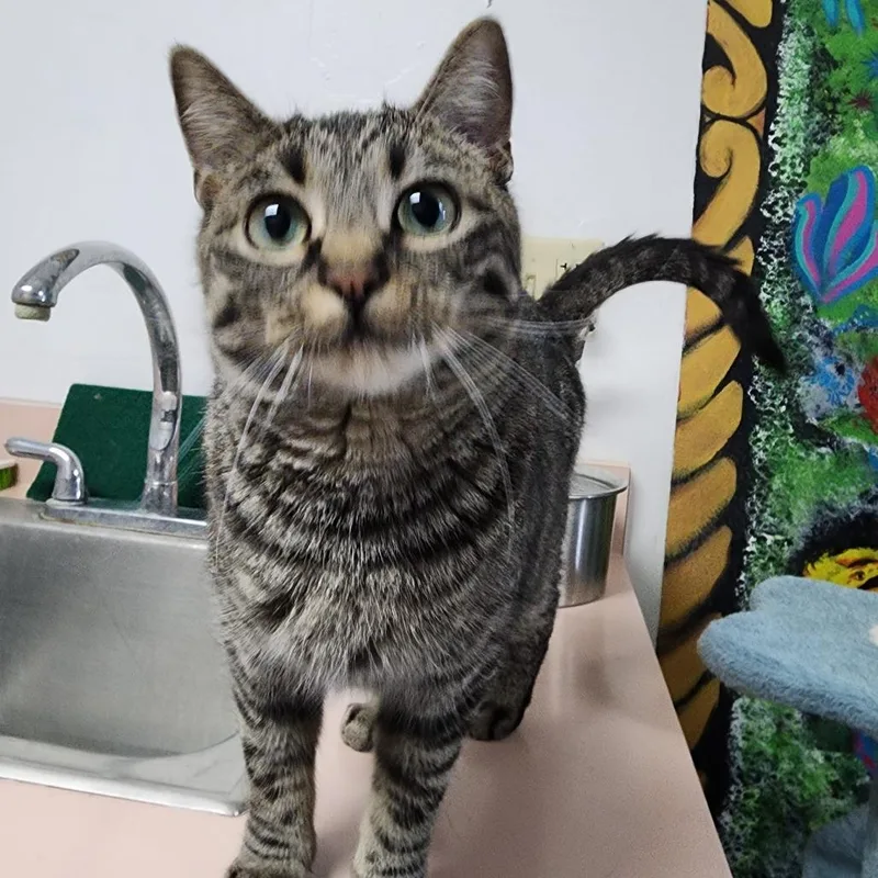 Baskin Robbins thumbnail 3