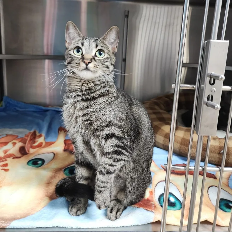 Baskin Robbins thumbnail 4