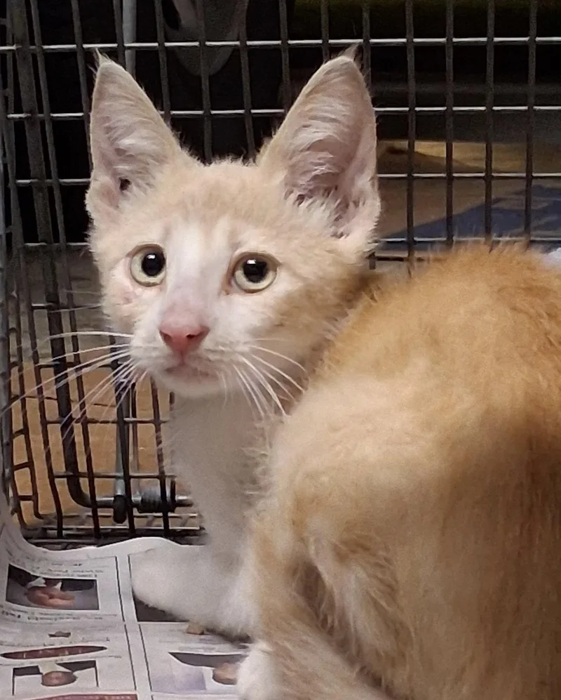 A baby medium-sized male Orange & White Domestic Short Hair cat named Albert for adoption in Oviedo, FL