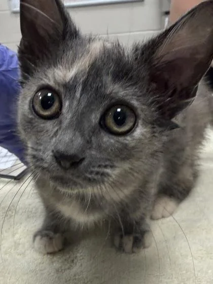 A baby small-sized female Domestic Short Hair cat named Princess Peach for adoption in Fishers, IN