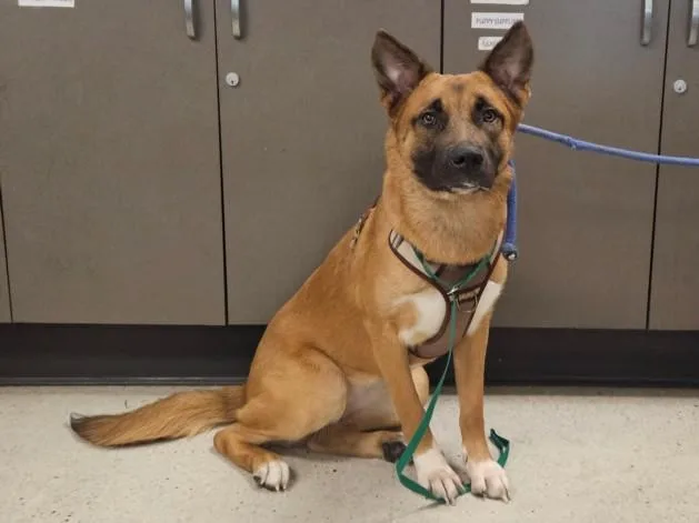 A young large-sized female German Shepherd Dog dog named Sharol for adoption in Van Nuys, CA