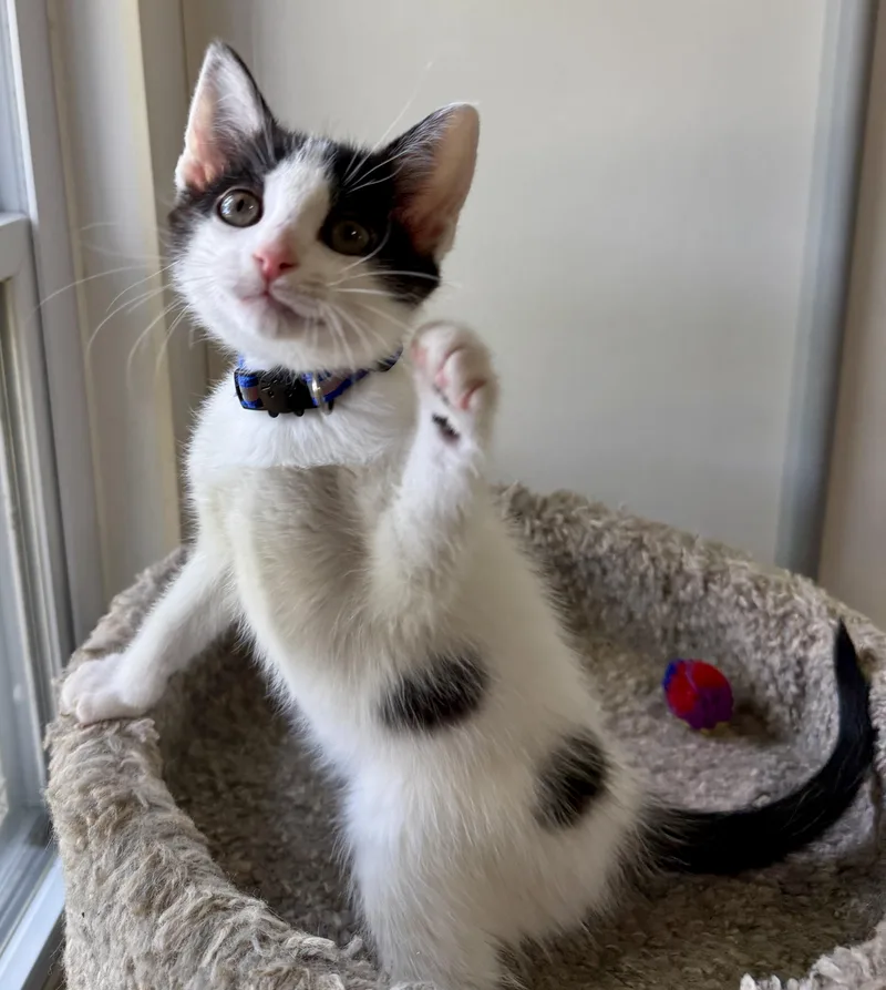 A baby medium-sized male Black & White / Tuxedo Domestic Short Hair cat named Josh for adoption in Ashland, OH
