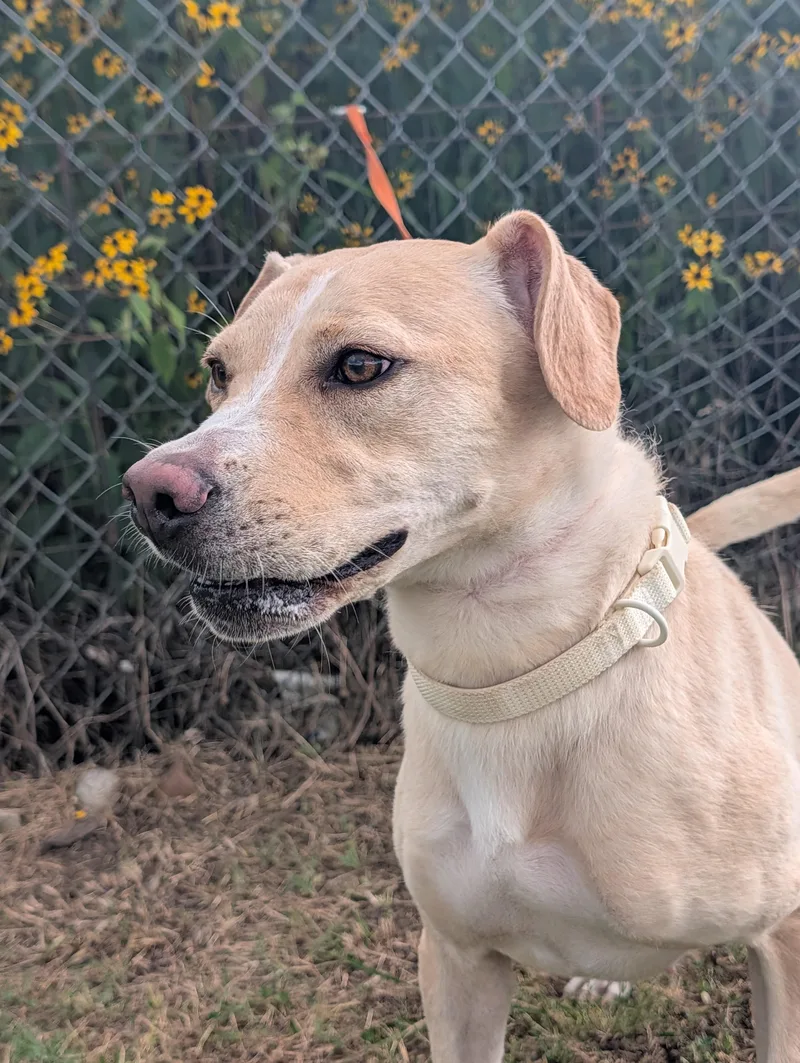 A young medium-sized female Apricot / Beige Labrador Retriever dog named Lady for adoption in Lewisburg, TN
