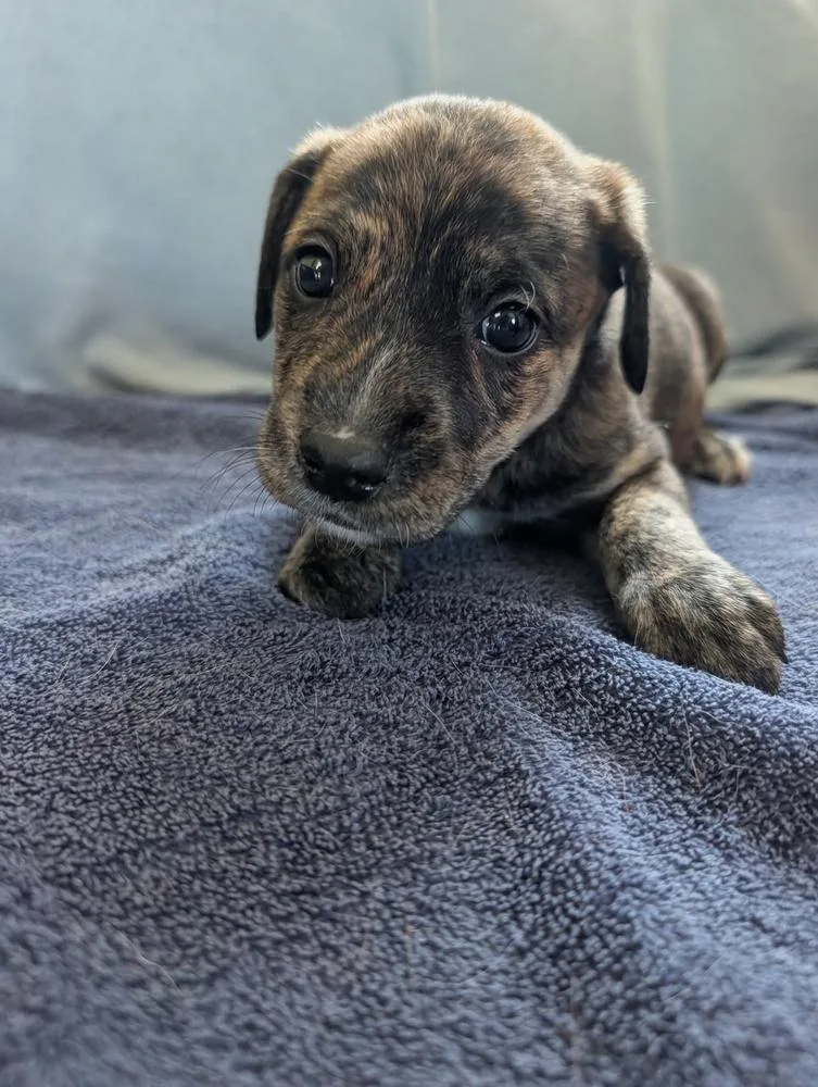A baby small-sized female Brindle Retriever dog named Penny Gavi for adoption in Lakeland, FL