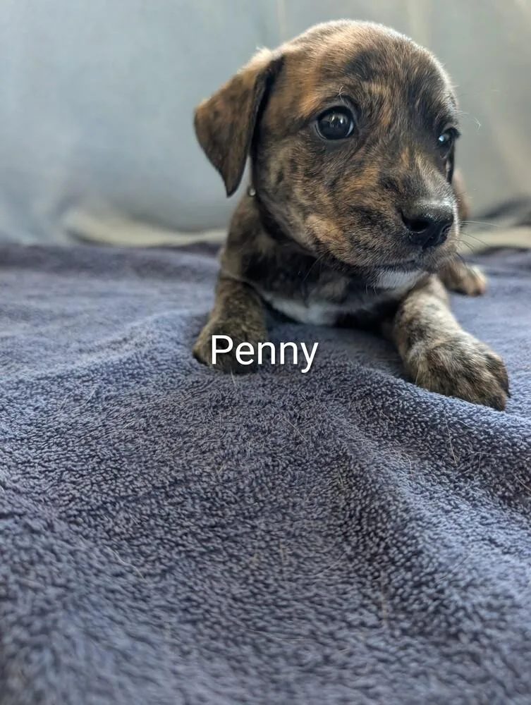 Penny Gavi thumbnail 4