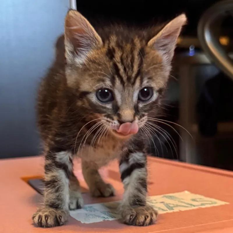 A baby small-sized male Brown / Chocolate Domestic Short Hair cat named Aristotle for adoption in Newark, NJ