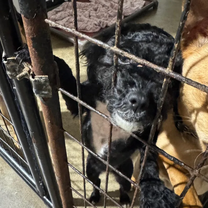 An adult small-sized female Black Miniature Poodle dog named Elsie for adoption in Newberg, OR