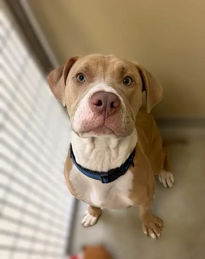 A young medium-sized male White / Cream Pit Bull Terrier dog named Biscuit for adoption in Key West, FL