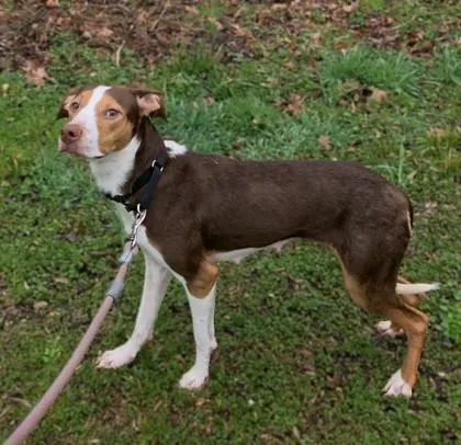 An adult medium-sized female Mixed Breed dog named Charley for adoption in Washington, DC