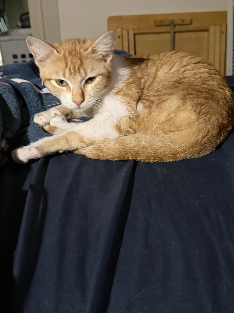 A young medium-sized female Orange & White Tabby cat named Mimosa for adoption in MONTGOMERY, TX