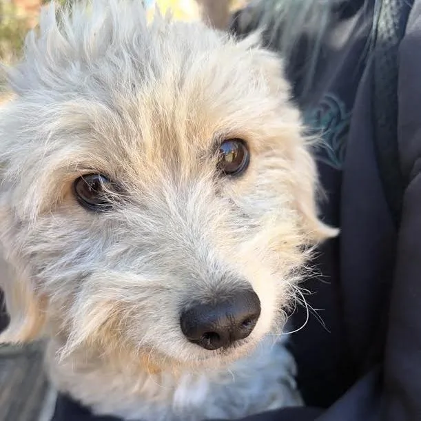 Poppy