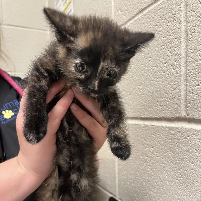 A baby small-sized female Black Domestic Short Hair cat named Banshee for adoption in Bristol, IN