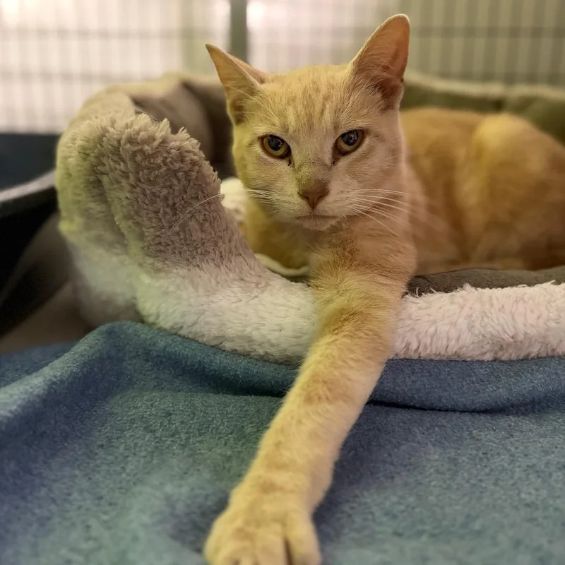 An adult medium-sized female Buff / Tan / Fawn Domestic Short Hair cat named Sunnie for adoption in Edwardsville, IL