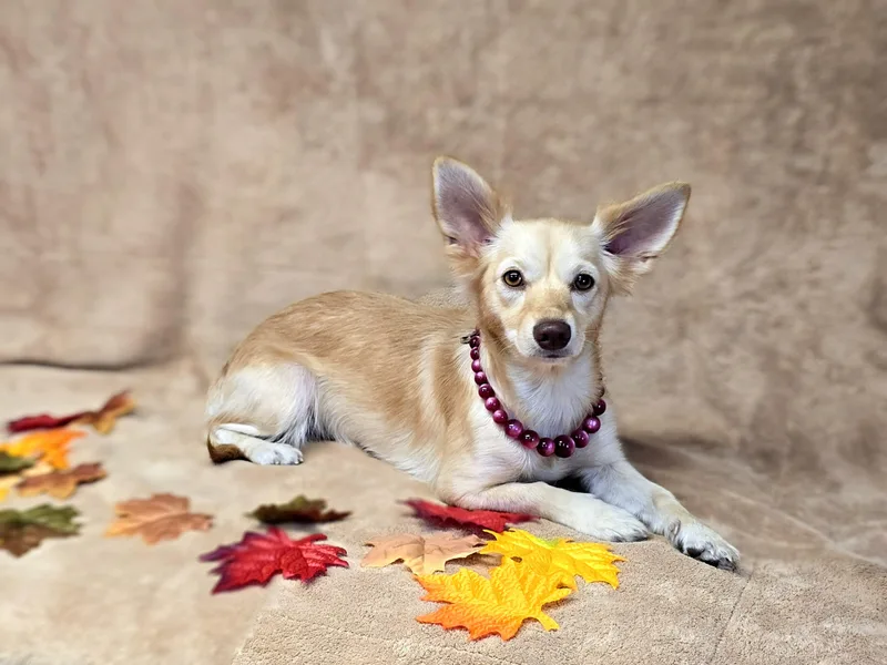 A young small-sized female Golden Chihuahua dog named Dove for adoption in San Pedro, CA
