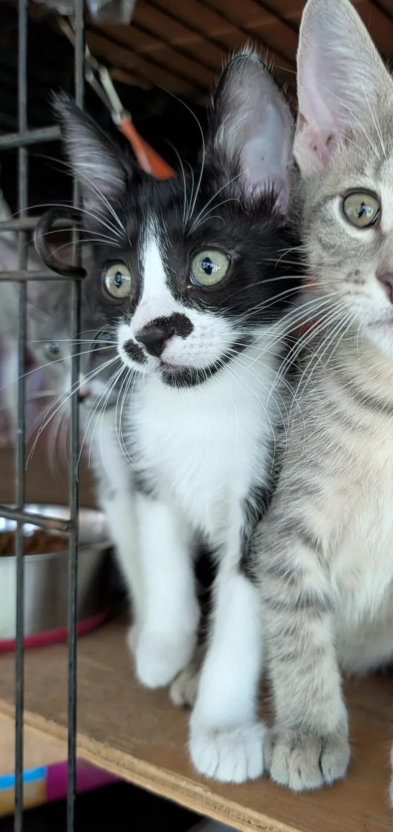 A baby medium-sized female Domestic Short Hair cat named Echo for adoption in Fischer, TX