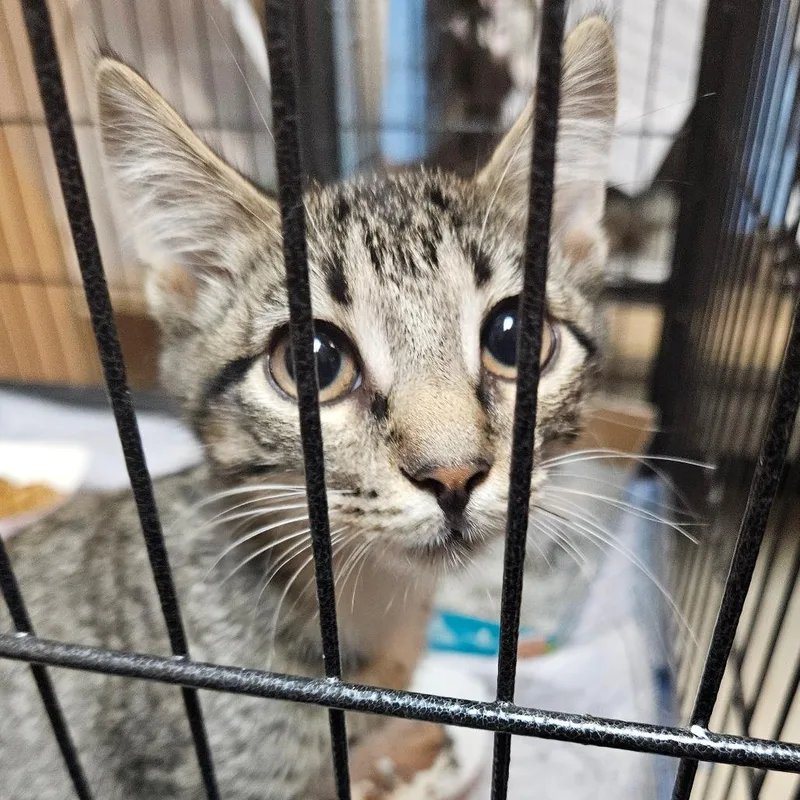 A baby small-sized female Gray / Blue / Silver Domestic Short Hair cat named Pinecone for adoption in Austin, TX