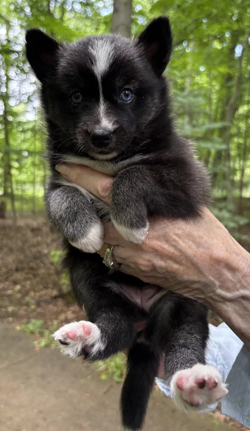 A baby medium-sized female Husky dog named Kaycie for adoption in Oxford, MI