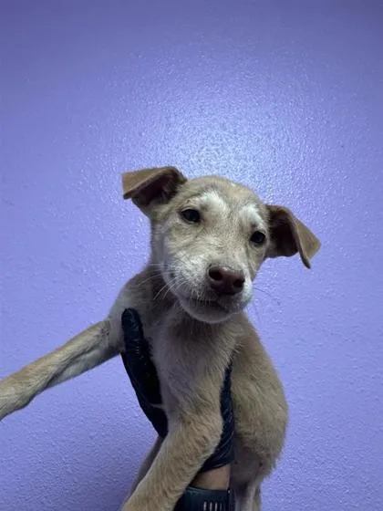 A baby medium-sized male Brown / Chocolate Mixed Breed dog named 61013130 for adoption in El Paso, TX