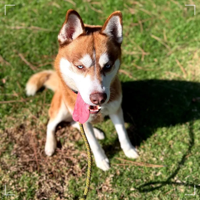 An adult medium-sized male Red / Chestnut / Orange Siberian Husky dog named Patton for adoption in Upland, CA