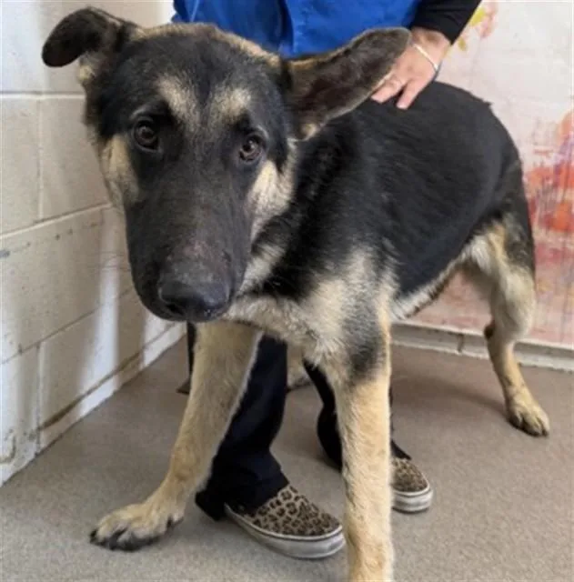 An adult large-sized male German Shepherd Dog dog named Nikolas for adoption in San Bernardino, CA