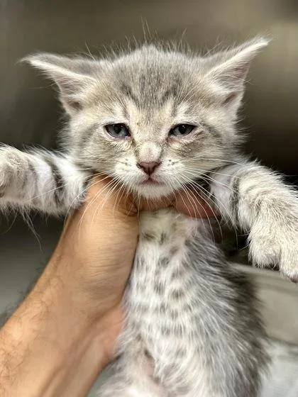 A baby medium-sized female Gray / Blue / Silver Domestic Short Hair cat named Branch for adoption in Wichita, KS