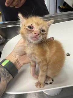 A baby small-sized male Domestic Medium Hair cat named Vester for adoption in Haw River, NC