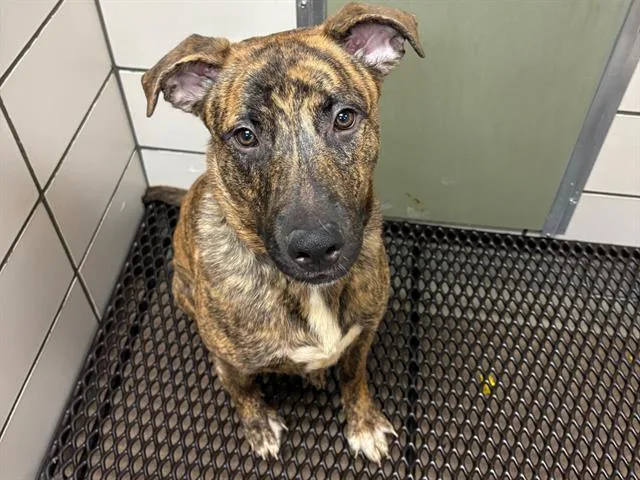 A young large-sized male German Shepherd Dog dog named Pebbles for adoption in Fort Wayne, IN